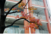 【图片新闻】天印校园秋景